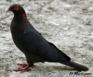 Pigeon � cou rouge