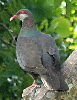 Metallic Pigeon