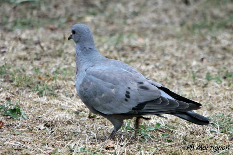 Pigeon biset, identification