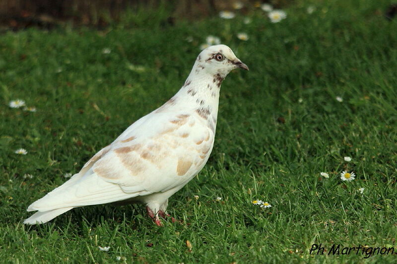 Pigeon biset, identification