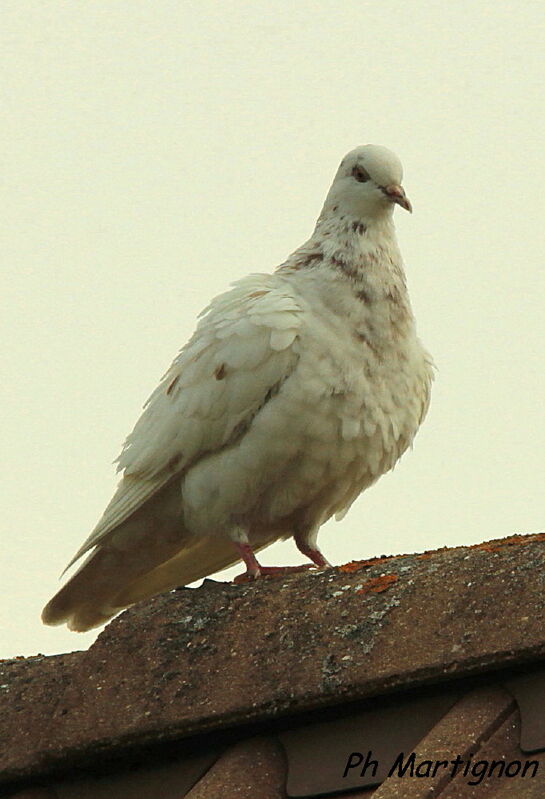 Rock Dove, identification