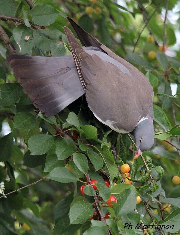Common Wood Pigeon, identification, feeding habits, eats