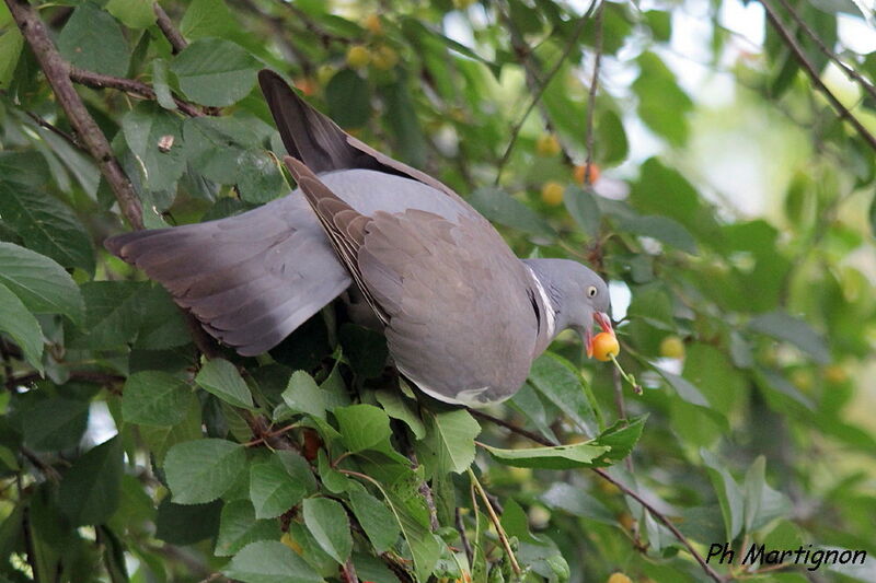 Pigeon ramier, identification, régime, mange