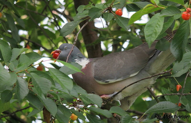 Common Wood Pigeon, identification, eats