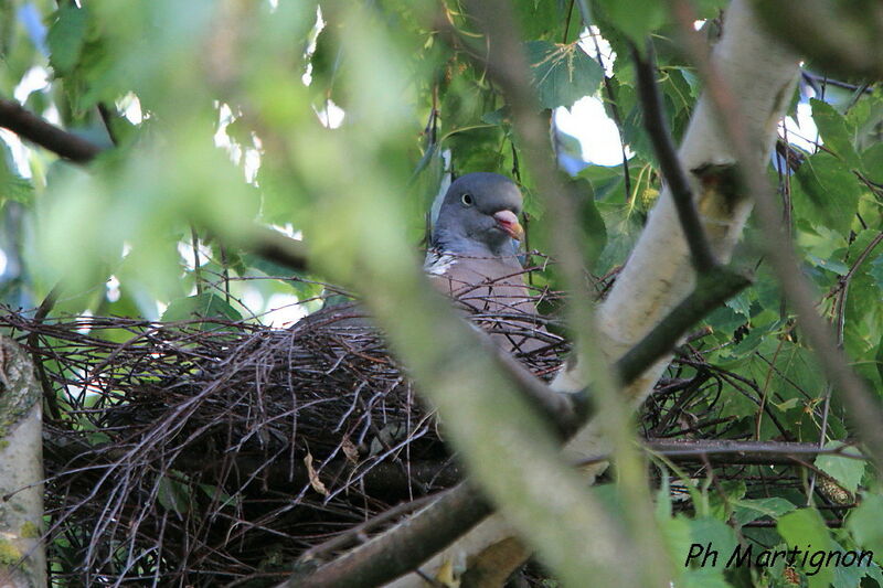 Common Wood Pigeon, identification, Reproduction-nesting