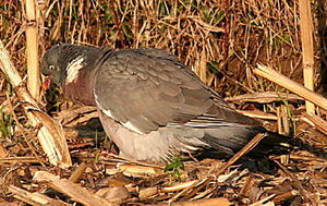 Pigeon ramier