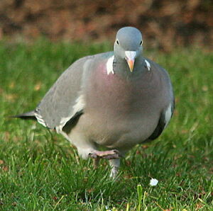 Pigeon ramier
