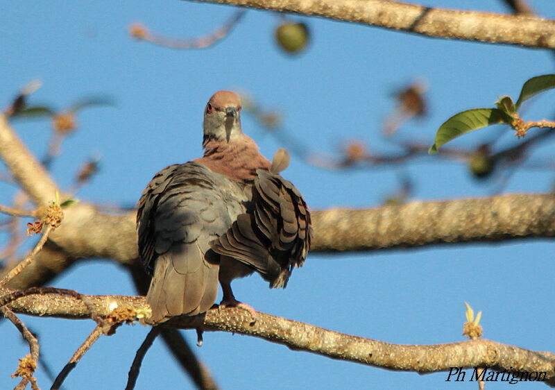 Pale-vented Pigeon, identification