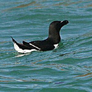 Razorbill