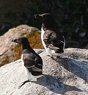 Pingouin torda