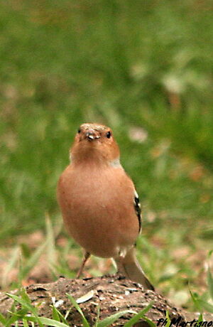 Common Chaffinch