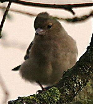 Common Chaffinch