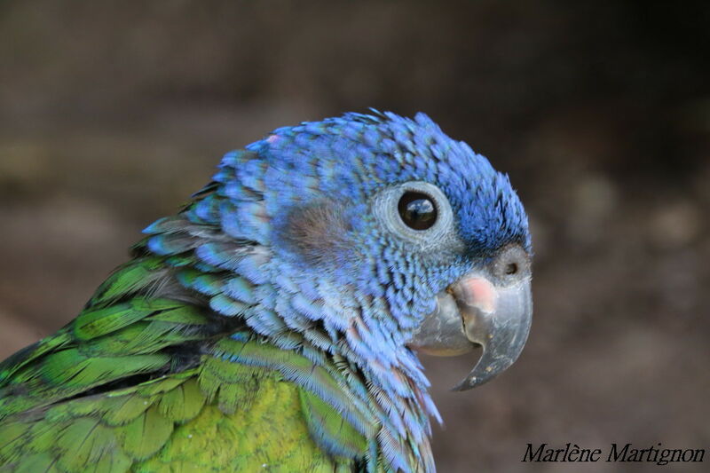 Blue-headed Parrot, identification, close-up portrait