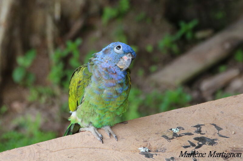 Blue-headed Parrot, identification