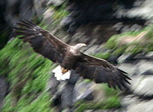 White-tailed Eagle