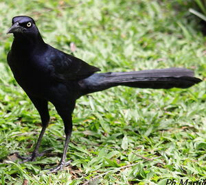 Great-tailed Grackle