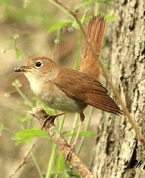Common Nightingale 
&copy; Philippe Martignon