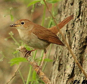 Common Nightingale 
&copy; Philippe Martignon