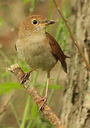 Common Nightingale 
&copy; Philippe Martignon