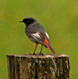Black Redstart