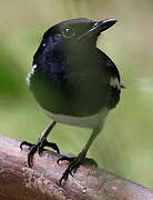 Oriental Magpie-Robin