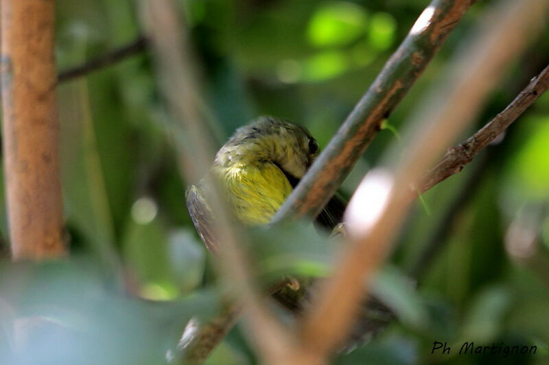 Plain Sunbird, identification
