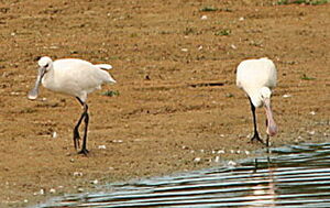 Eurasian Spoonbill