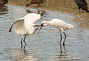 Eurasian Spoonbill