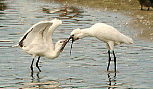 Eurasian Spoonbill