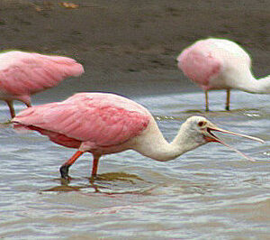 Roseate Spoonbill
