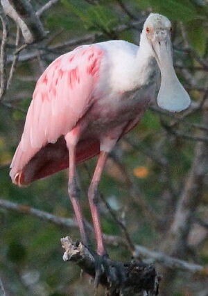 Roseate Spoonbill