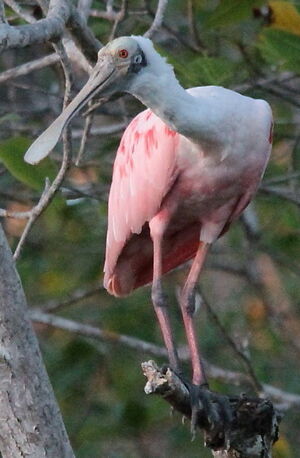 Roseate Spoonbill