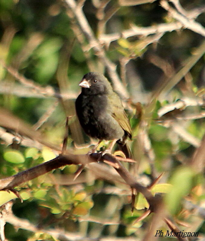Black-faced Grassquit, identification