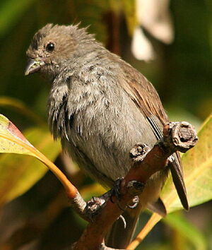 Lesser Antillean Bullfinch
