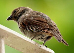 Lesser Antillean Bullfinch