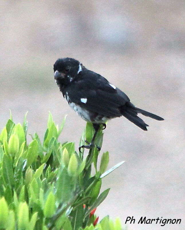 Variable Seedeater male, identification
