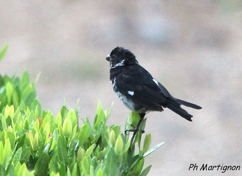 Variable Seedeater male, identification