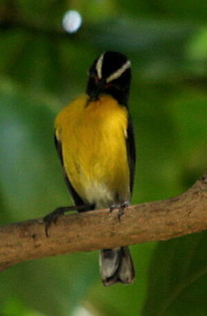 Bananaquit