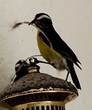 Bananaquit