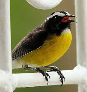 Bananaquit