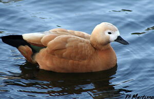 Ruddy Shelduck 
&copy; Philippe Martignon