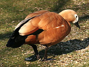 Ruddy Shelduck 
&copy; Philippe Martignon