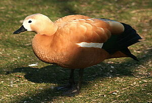 Ruddy Shelduck 
&copy; Philippe Martignon