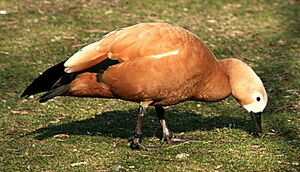 Ruddy Shelduck 
&copy; Philippe Martignon