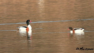 Common Shelduck