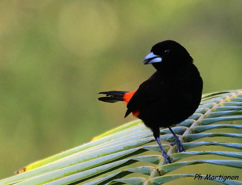 Scarlet-rumped Tanager (costaricensis) male