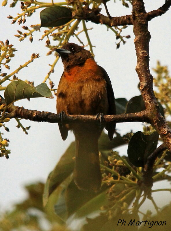 Tangara de Cherrie femelle, identification