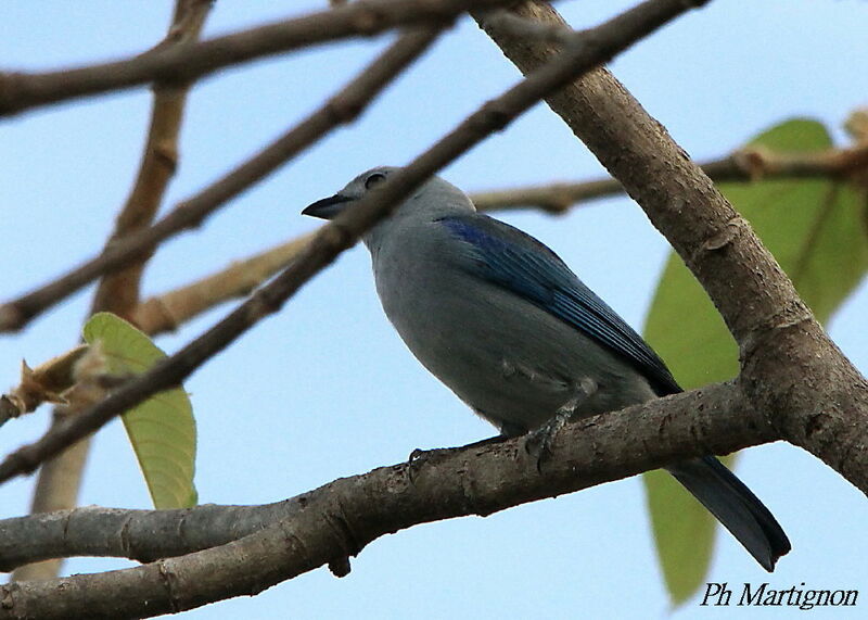 Blue-grey Tanager, identification
