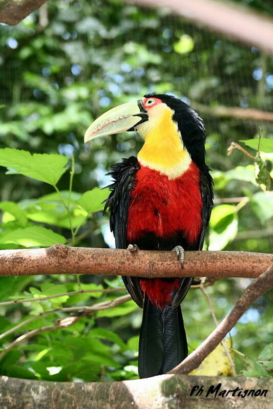 Green-billed Toucan