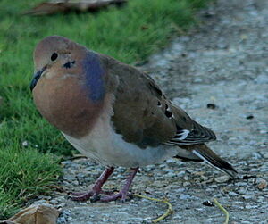 Zenaida Dove
